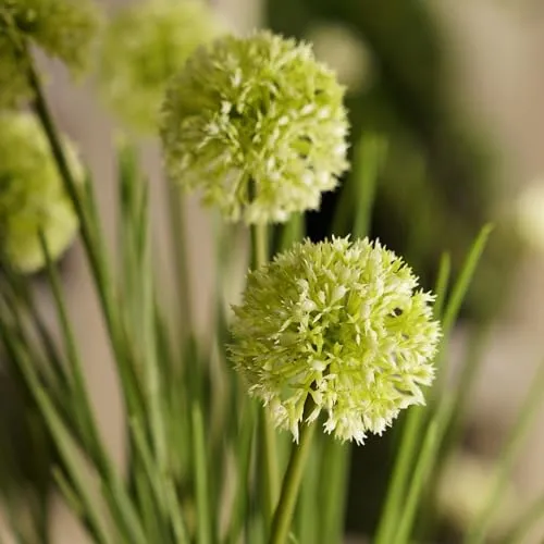 PURE HOME   LIVING Green Artificial Onion Flower with Rattan Basket